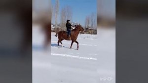 28 января 2021 г. Кыргыз жылкысы кара байыр🐴 Правда айылы ..