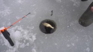 Щуки 3.5-4+ кг на небольшом озере. Бешеный клёв щуки на жерлицы. Ловля крупной щуки на жерлицы.