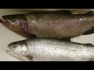 Купили форель а в ней!?//Как выбрать форель с икрой//Как засолить красную рыбу и икру