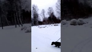 БОЛЬШОЙ ДВОР ЛЕНОБЛАСТЬ!!!