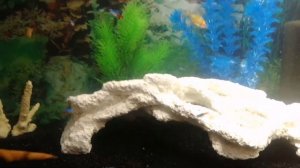 экзотические рыбы в аквариуме  Экстренная подмена воды Манка у рыбки часть 3