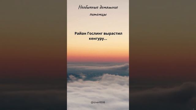 Необычные домашние питомцы смотреть онлайн