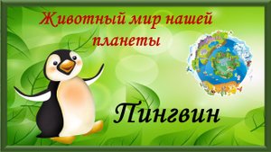 Животный мир нашей планеты. Пингвин