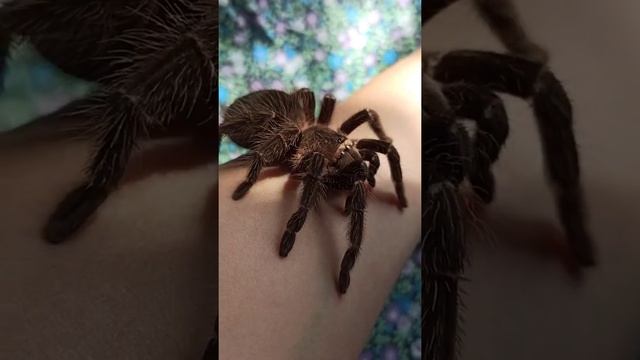 Beautiful tarantula spider Mashenka! / Красавица паук-птицеед Машенька!