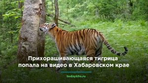 Прихорашивающаяся тигрица попала на видео в Хабаровском крае