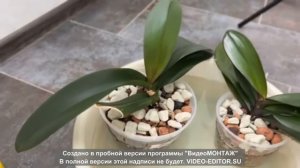 20.07.2022 Снова эксперимент!!! Начало. Буйское удобрение. ОРХИДЕЯ