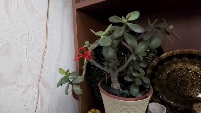 Домашняя рутина. Мои растения ??Летние блюда. #баку #myroutine #travel #myplants