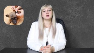 Почему собака чешется?