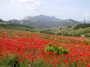 Яркое цветущее  поле среди гор!
