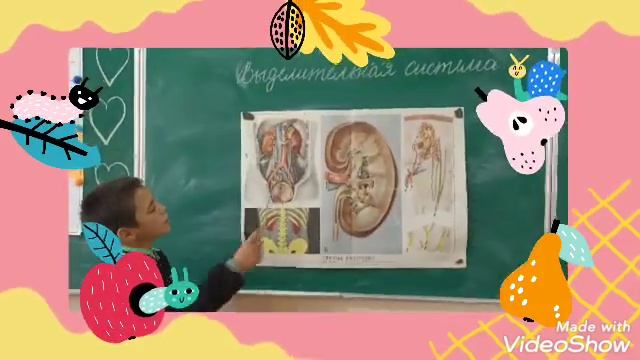 Выделительная система организма. Урок естествознания 4 класс.