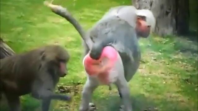 Baboon ripping a clear message смотреть онлайн