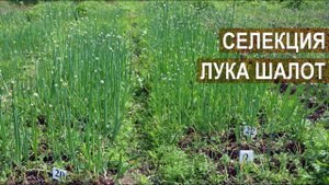 Сузан В. Г., Доктор сельскохозяйственных наук. О селекции лука шалота в России