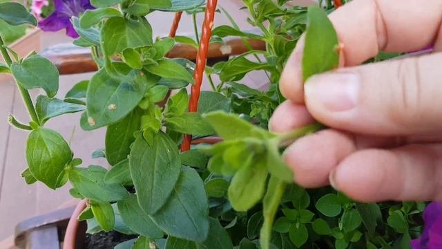 🌺КАК СОХРАНИТЬ ПЕТУНИЮ. ЧЕРЕНКОВАНИЕ ПЕТУНИИ.