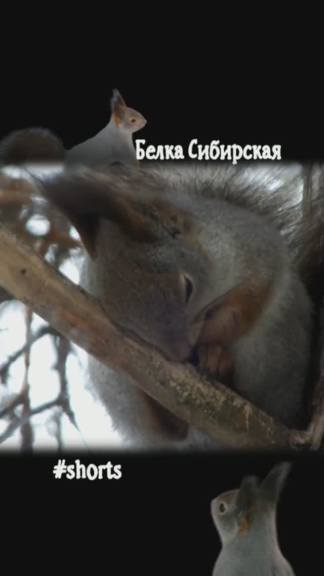 #shorts Белка засыпает на дереве