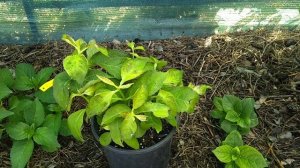 19июня2019 Новые сорта Крупнолистных Гортензий Серии Magical от Садового Центра "EuroFlora"