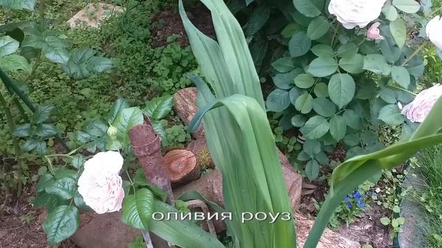 Розы Остина. Нежно-розовые. #розы #розыостина