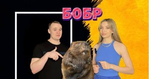 Животный мир. Семейство бобровые.