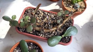 Коллекция древовидных крассул (денежных деревьев)