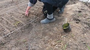 9 мая! Сею АМЕРИКАНСКИЙ ГОРОХ!