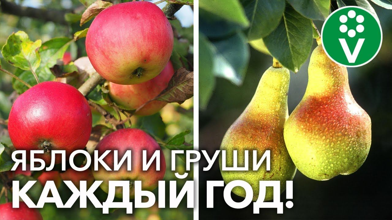 ДЕРЕВЬЯ ПЛОДОНОСЯТ ЧЕРЕЗ ГОД? Вот в чём ПРИЧИНА! Устраните – и засыплют урожаем