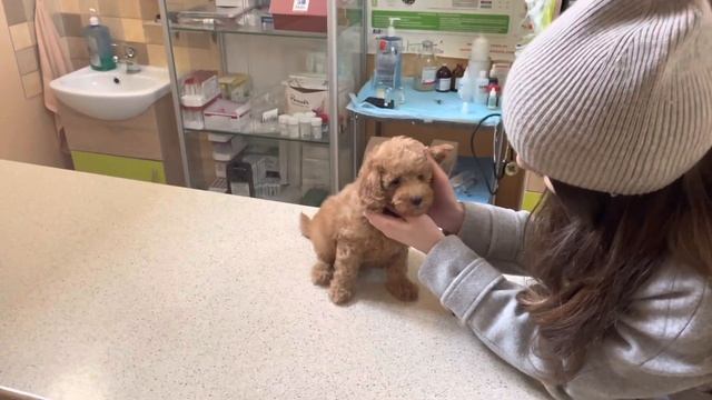 Той пудель Лео. Первая прививка щенку в 8 недель смотреть онлайн