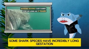 10 Strange Facts about Sharks😱 - Educational Video for Kids - Best learning videos for toddlers