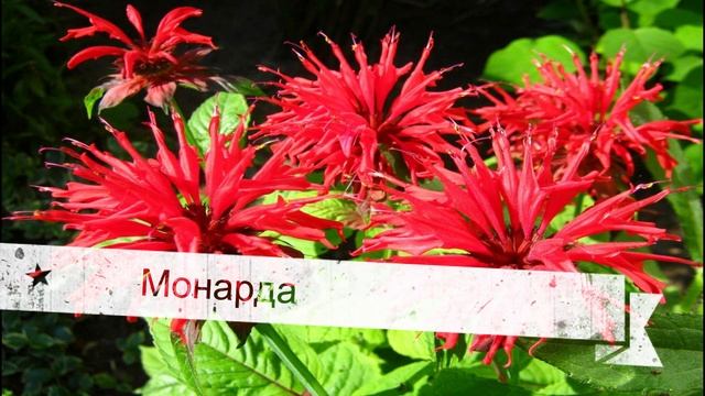 «ДОЛГОЦВЕТУЩИЕ МНОГОЛЕТНИКИ ДЛЯ САДА. ЧАСТЬ 3.»