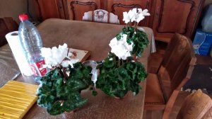 Спасение цикламена от "групповухи"!