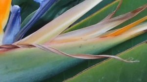 Стрелиция -королевские растение Краткий очерк о стрелиции