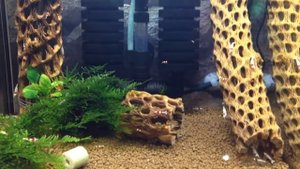 Креветочник с донным фильтром