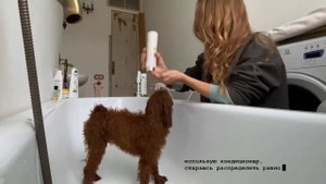 мальтипу / как помыть собаку?