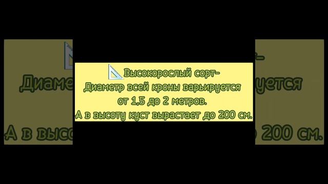 Ванилла Фрейз Гортензия Метельчатая-описание сорта