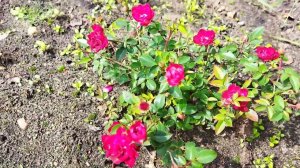 Почвопокровная роза Ред Каскад, первое цветение корнесобственного черенка этого года 29 июля 2023