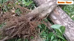 ficus bonsai/නුග බොන්සායි.