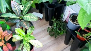 ПЕРЕЕЗД МОИХ ЦВЕТОЧКОВ НА ЛОДЖИЮ??☘?⚘