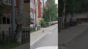 канюк поймал новую жертву