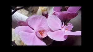 Орхидея фаленопсис Pink Lady, формирование дугой.