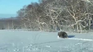 Опять медведь в зимнем лесу.