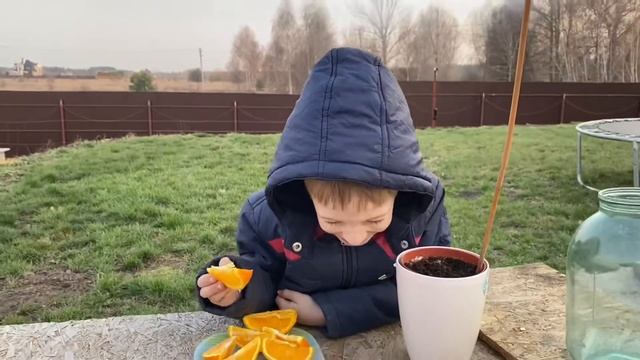Проращиваем косточки апельсина смотреть онлайн