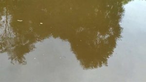 пруд, кормление рыб комбикормом