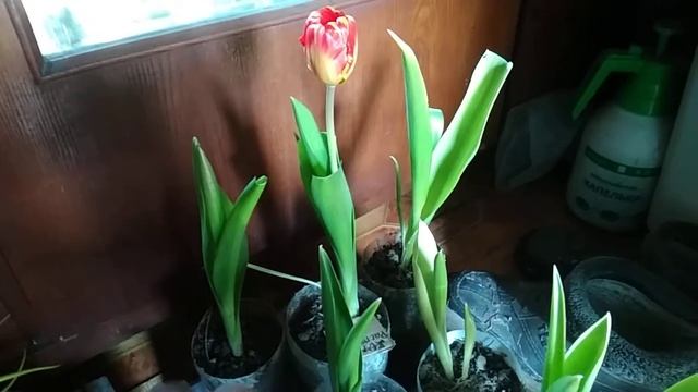 Как надо дарить тюльпаны на 8 марта смотреть онлайн