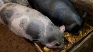 Вьетнамские поросята//У малышни теперь взрослое корыто