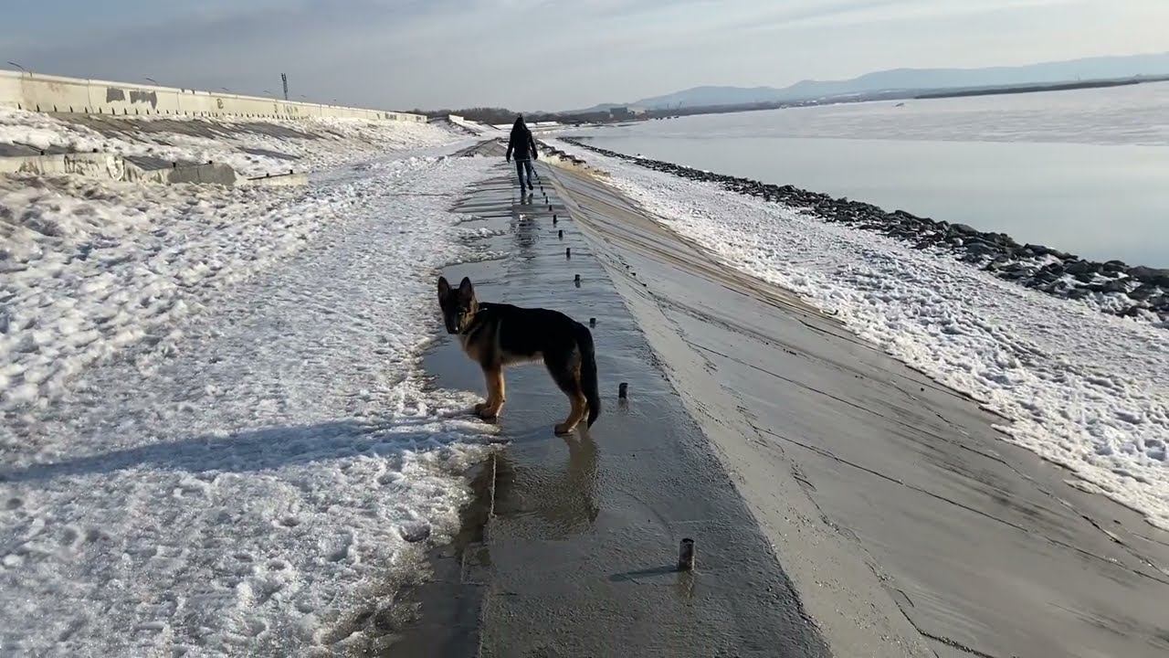 Амур ТРОНУЛСЯ , прогулка по набережной р Амур с Немецкой овчаркой, теплый денек23 марта 2022 г смотреть онлайн