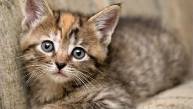 я люблю кошек смотреть онлайн