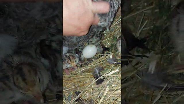 Индюшка вывела индюшат.Жизеь в селе.Циплятам 2 месяца и 3 дня. смотреть онлайн