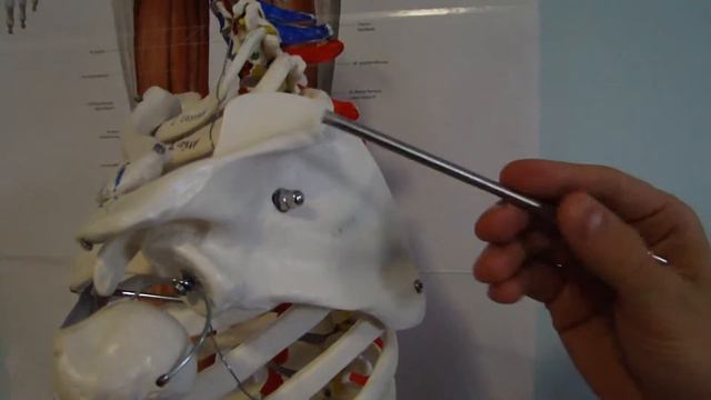 Shoulder Anatomy simplified смотреть онлайн