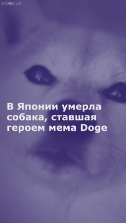В Японии умерла собака, ставшая героем мема Doge