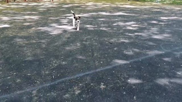 Маленькая, но умная смотреть онлайн