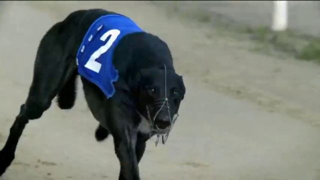 Моцион грейхаунда смотреть онлайн