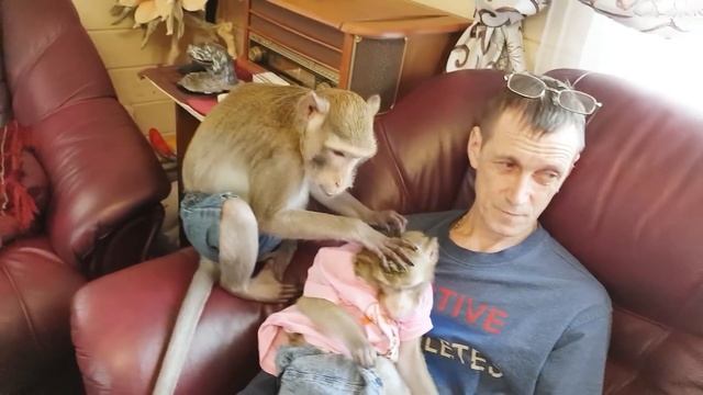 Домашние Макаки: В Кругу Семьи